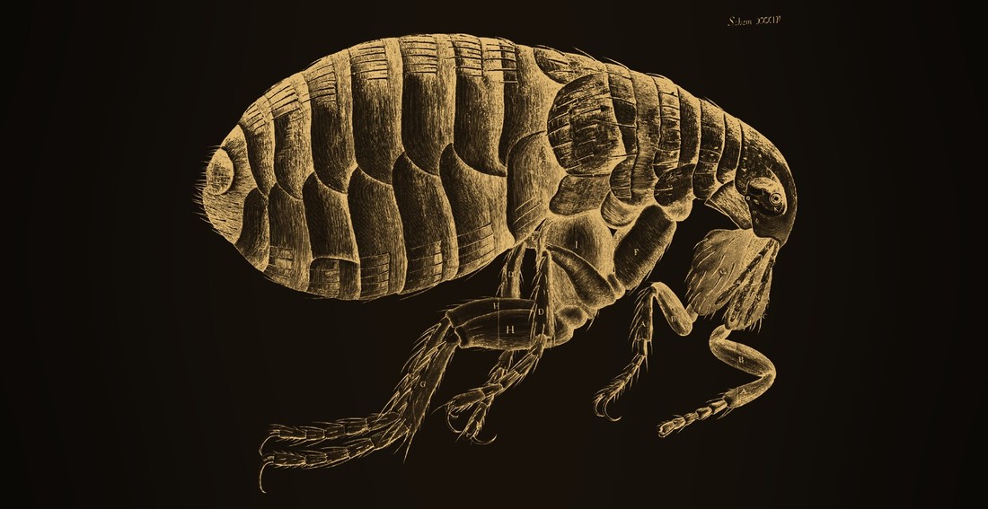 Blecha z Micrographie