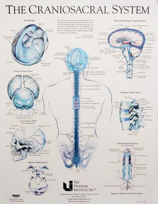 kraniosakralni system plakat